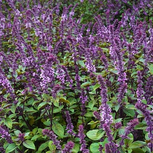 1 Live African Blue Basil Plant | Fragrant Pollinator Herb | Edible Garden Culinary African Basil Live Basil