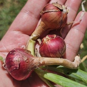 30 Egyptian Walking Onion Bulbs – Perennial Onion Topsets for Planting | Cold-Hardy Heirloom Vegetable Live Perennial onions