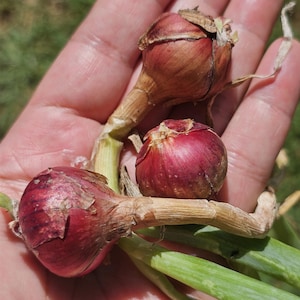 10 Egyptian Walking Onion Bulbs – Perennial Onion Topsets for Planting | Cold-Hardy Heirloom Vegetable Live Perennial onions