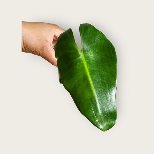 Ilsemanii Philodendron Variegated Cutting Rare Indoor Plant Home Decor Gardening Mother's Day Gift Rare Philodendron US Seller Free Shipping