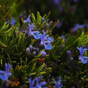 1 Live Rosemary &#39;Tuscan Blue&#39; Plug | Upright Culinary Herb Plant | Fragrant Evergreen for Cooking & Pollinators Blue Rosemary