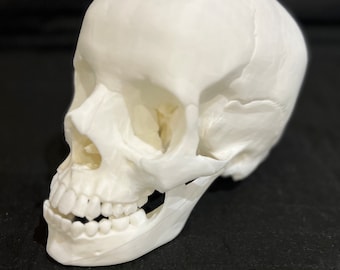 Impresión 3D de un cráneo humano de tamaño natural