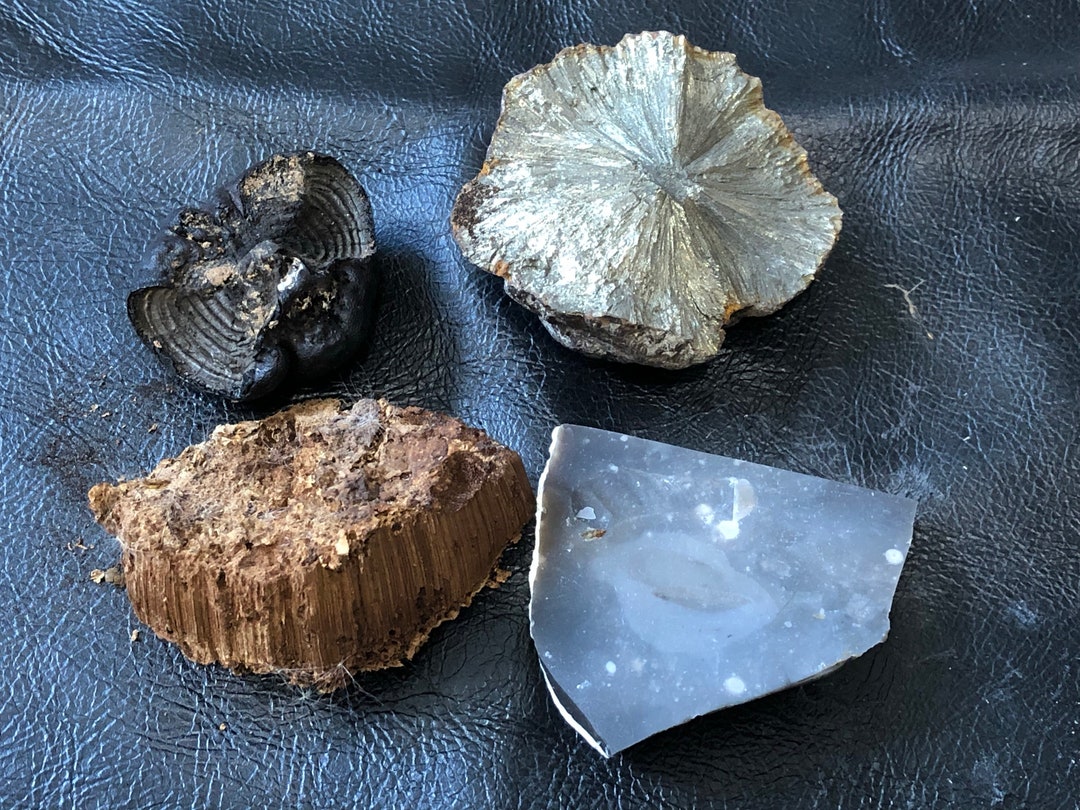 Primitive Fire Lighting Pyrite Nodule / Flint / Fungus your Choice Etsy