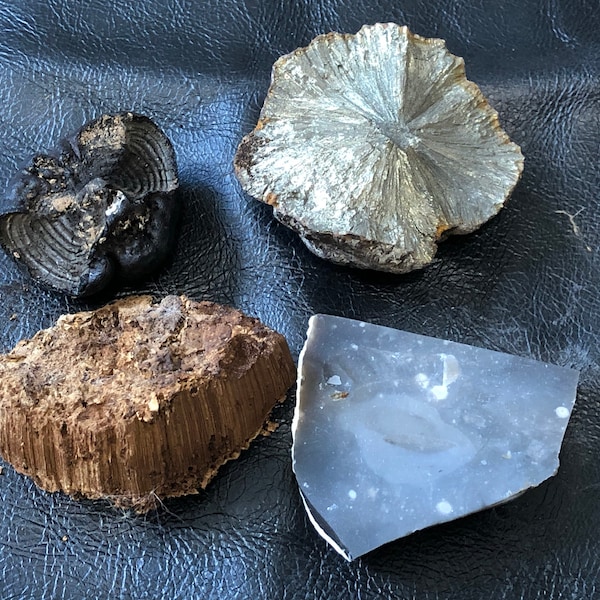 Allumage du feu primitif - Nodule de pyrite / silex / champignon (au choix)