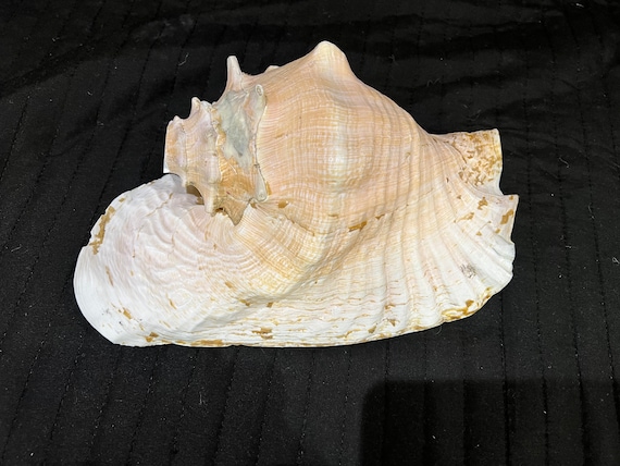 Conch Trumpets - Ritual Blowing Horns for Sound Healing - Etsy