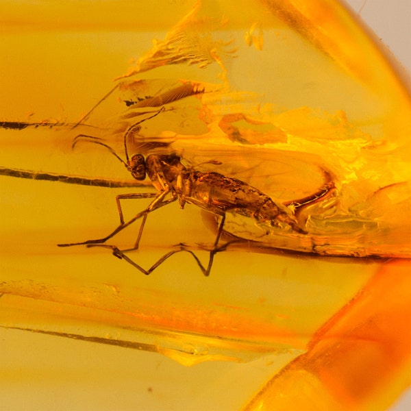 Natural Baltic Amber with Mosquito Fossil Insect Inclusion