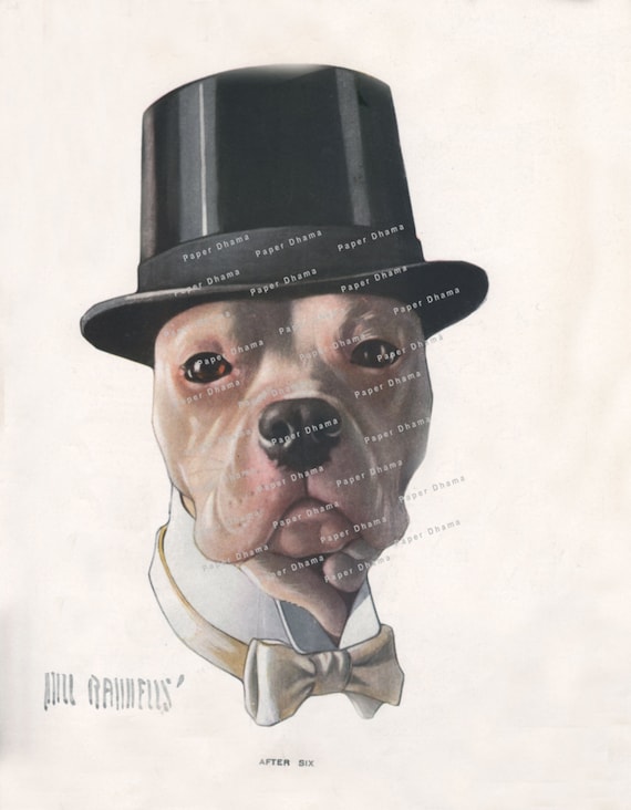 bulldog top hat