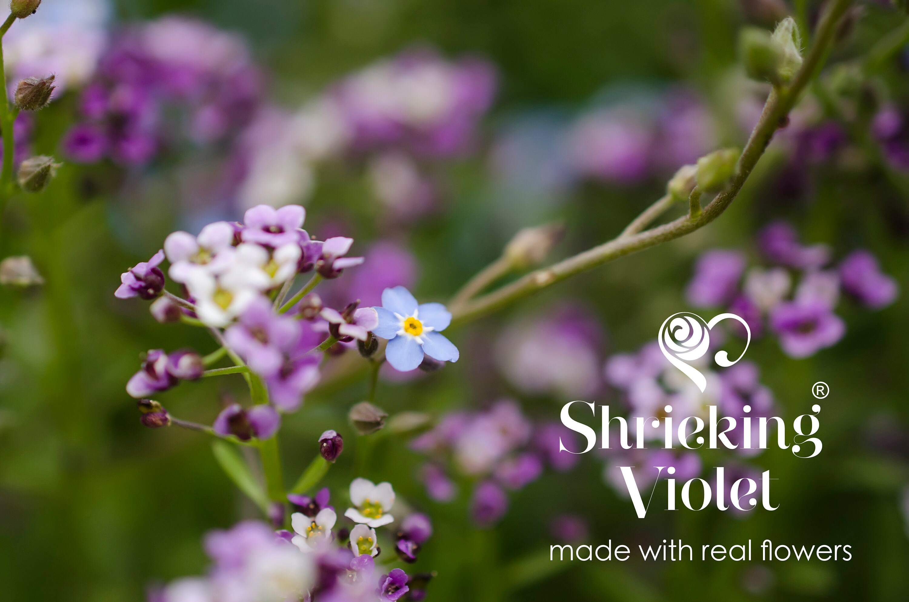 Shrieking violet forget me not earrings deals