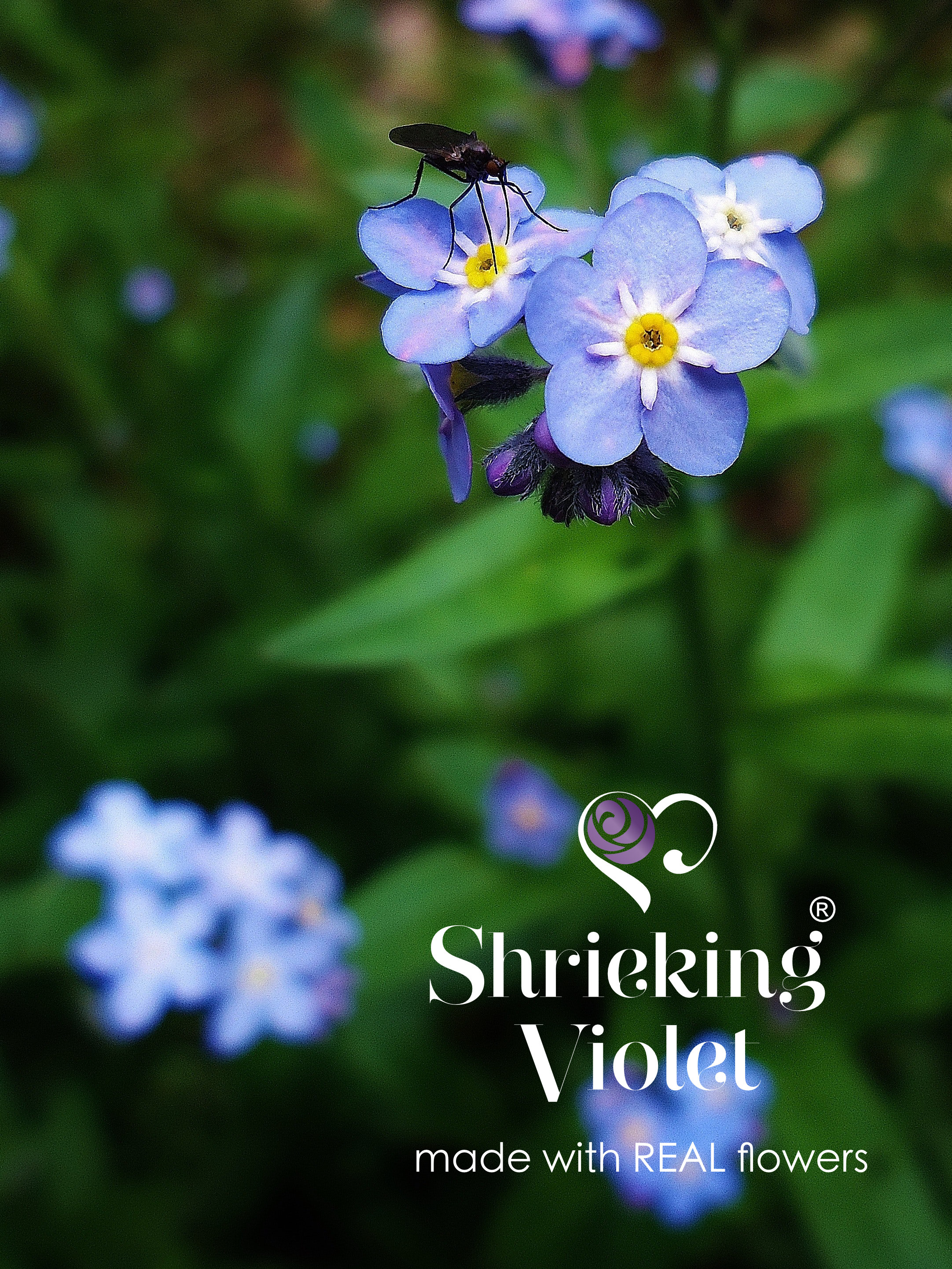 Shrieking violet forget me not bracelet deals