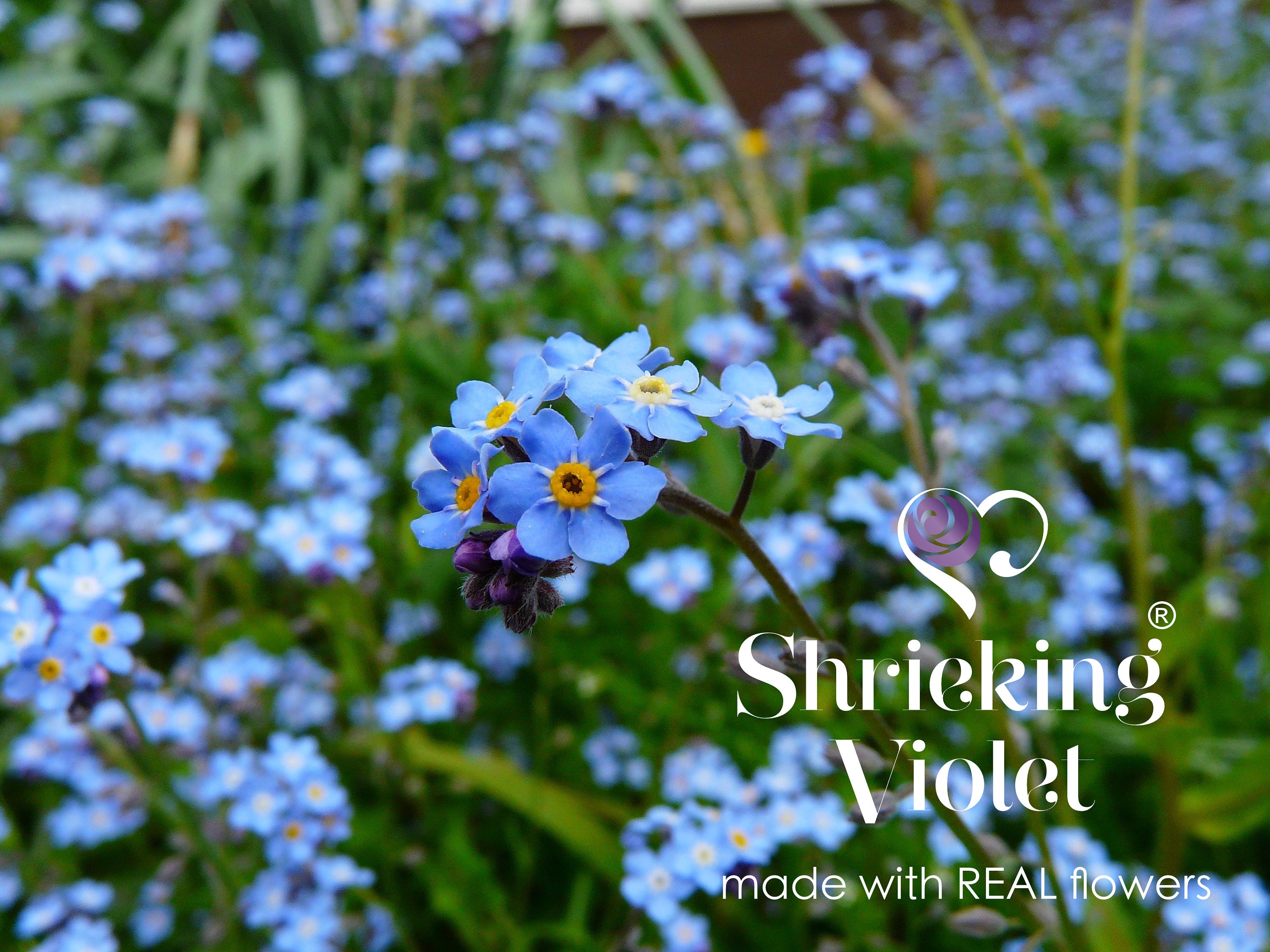 Shrieking Violet®のForget me notブレスレット。本物のForget