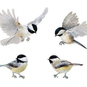 Set 4 Wall Decals Birds, Black-Capped Chickadees, Get Well Gift, Wall Sticker, Fabric Decal, Nursery,  Watercolor Bird