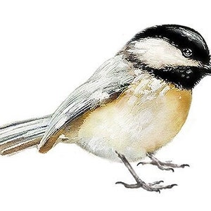 Chickadee, Bird Wall Sticker, Fabric Decal, Get Well Gift, Watercolor  Wall Sticker, Nursery, Black-Capped Chickadee