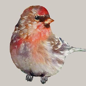 Redpoll Sticker, Wall Decal Bird, Bird Wall Sticker, Get Well Gift, Watercolor  Wall Sticker, Nursery, Watercolor Bird