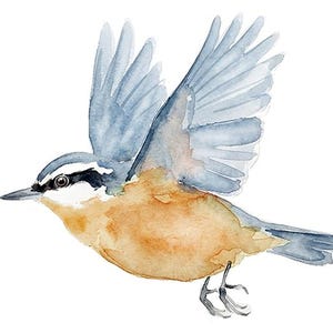 Peut inclure: Aquarelle d'un oiseau en vol. L'oiseau a des ailes bleues, une poitrine beige et une tête noire et blanche. L'oiseau est représenté avec ses ailes déployées, comme en plein vol, sur fond blanc.