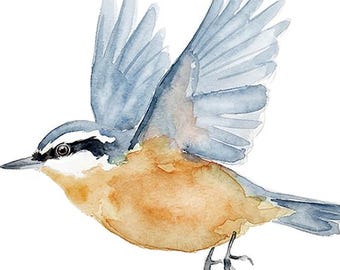 May include: Watercolor painting of a bird in flight. The bird has blue wings, a tan breast, and a black and white head. The bird is depicted with its wings spread, as if in mid-flight, against a white background.
