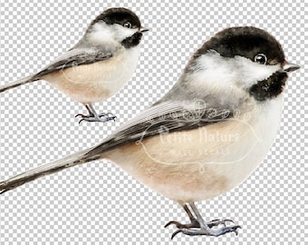 Black-Capped Chickadee Clipart, PNG Files, Transparent Background, Watercolor Bird Clipart, Instant Digital Download PNG Files