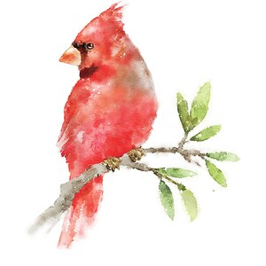 Pu&ograve; includere: Un dipinto ad acquerello di un cardinale rosso appollaiato su un ramo con foglie verdi. L'uccello &egrave; rivolto a sinistra e ha un becco e piume dettagliate.
