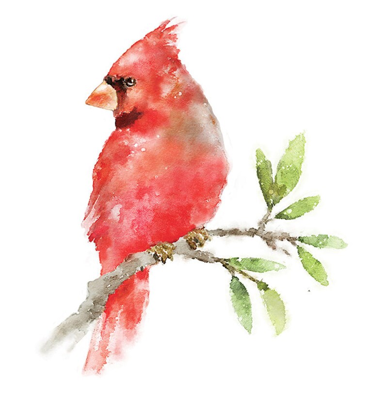 Pu&ograve; includere: Un dipinto ad acquerello di un cardinale rosso appollaiato su un ramo con foglie verdi. L'uccello &egrave; rivolto a sinistra e ha un becco e piume dettagliate.