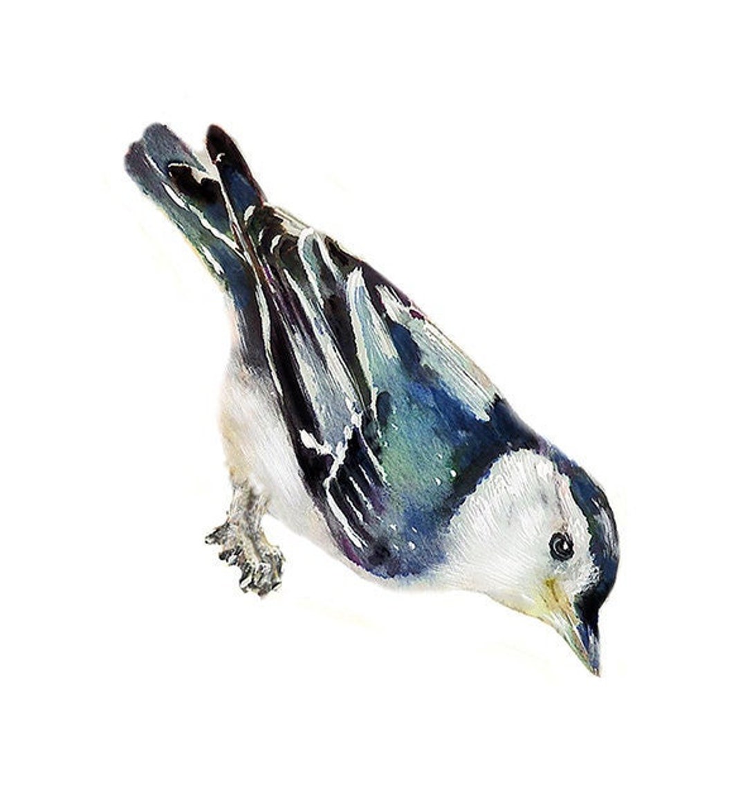 White Breasted Nuthatch, Wall Decal Bird, Bird Wall Sticker, Get Well