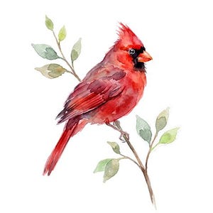 Peut inclure: Une illustration à l'aquarelle d'un cardinal rouge vif avec un masque facial noir et une crête pointue, perché sur une fine branche brune avec de petites feuilles vert clair s'étendant du haut et du bas de la tige.