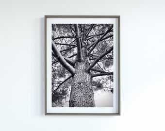 Instant Download Printable Art - Ground View Tree Branches Art Print - Digital Art Print Printable Wall Decor Art - Black and White Tree Art