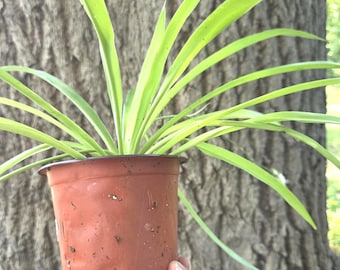 May include: A spider plant with long, slender, light green and yellow variegated leaves growing from a small, brown, flexible plastic nursery pot. The plant has visible roots extending from the drainage holes at the bottom of the container.