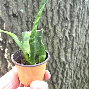 May include: A small, potted snake plant with green and yellow striped leaves. The plant is in a small, orange-brown plastic pot. The background is a blurred, textured tree trunk.