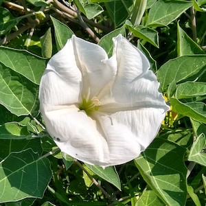 Easy Night blooming Moon Flower Datura seeds large White flowers on bushy plant Blooms at dusk/ early morning 25 or 50 seeds