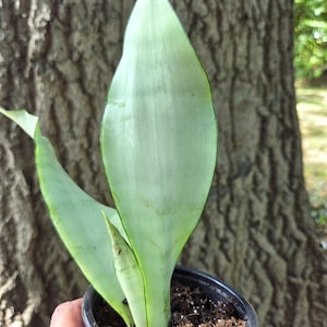 May include: A Sansevieria plant with pale, silvery-green, upright, lance-shaped leaves featuring subtle horizontal banding and dark green margins, potted in a black plastic container filled with dark brown potting soil.