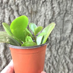 May include: A small, smooth, orange plastic nursery pot containing a succulent plant with multiple thick, rounded, vibrant green leaves. The plant features several stems growing upward from the soil, displaying a healthy, fleshy appearance.