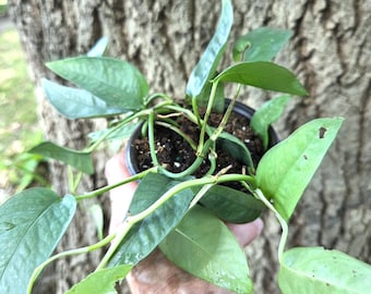 Cebu Blue Pothos House plant in 3" pot Easy to grow Great in hanging basket. (Epipremnum pinnatum ‘Cebu Blue’)