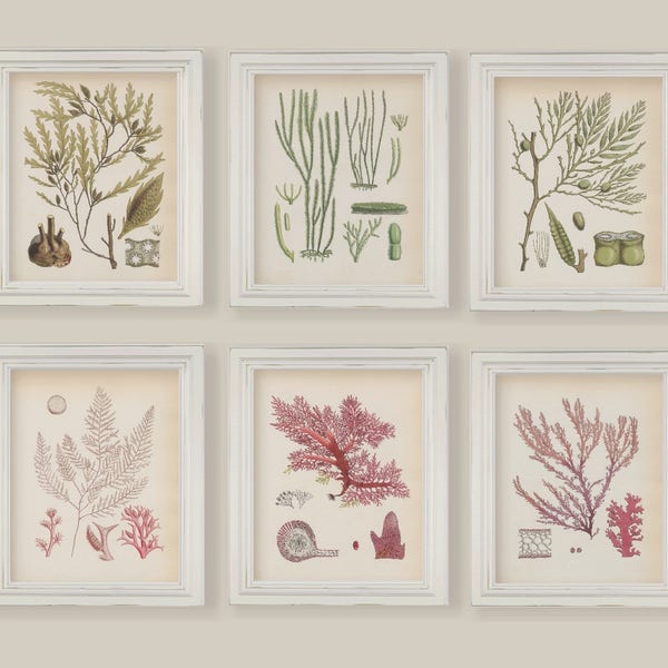 Vintage Algae Seaweeds In Green And Pink Set of 6 Botanical Prints Reproduction Size 8x10 in