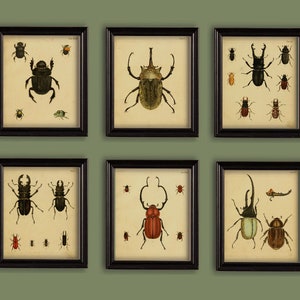 May include: Nine framed prints of various beetle species, each with a white background and black frame. The beetles are depicted in a vintage style with intricate details.