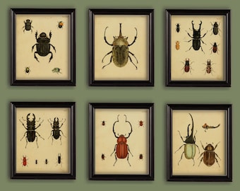 Vintage Beetles Bugs Insects Reproductions Prints Natural History Set of 6 Size 8x10 in