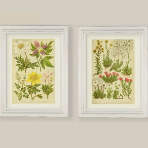 Set Of 8 Botanical Prints Gallery Wall Wild Alpine Flowers  A4 or 5x7