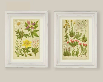 Set Of 8 Botanical Prints Gallery Wall Wild Alpine Flowers  A4 or 5x7