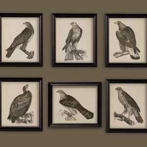 Vintage British Birds of Prey Drawings  Set Of 6 Prints Size 8x10