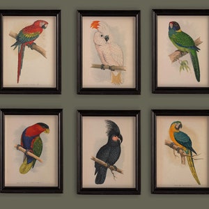 Set Of 6 Vintage Parrot Prints Gallery Wall A4 or 5x7