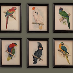 Set Of 6 Vintage Parrot Prints Gallery Wall A4 or 5x7