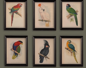 Set Of 6 Vintage Parrot Prints Gallery Wall A4 or 5x7