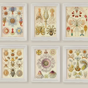 Vintage Sea Ocean Creatures Organisms Natural History Ernst Haeckel Set of 6