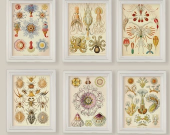 Vintage Sea Ocean Creatures Organisms Natural History Ernst Haeckel Set of 6