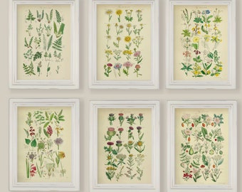 Vintage Botanical Wild and Garden Flowers Prints Gallery Wall Set of 6