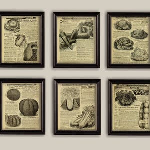 Può includere: Sei illustrazioni botaniche vintage di verdure, ciascuna incorniciata in nero. Le illustrazioni presentano una zucca estiva, una carota, un'insalata, una zucca, sedano e piselli. Ogni illustrazione include il nome della verdura e una descrizione della varietà.