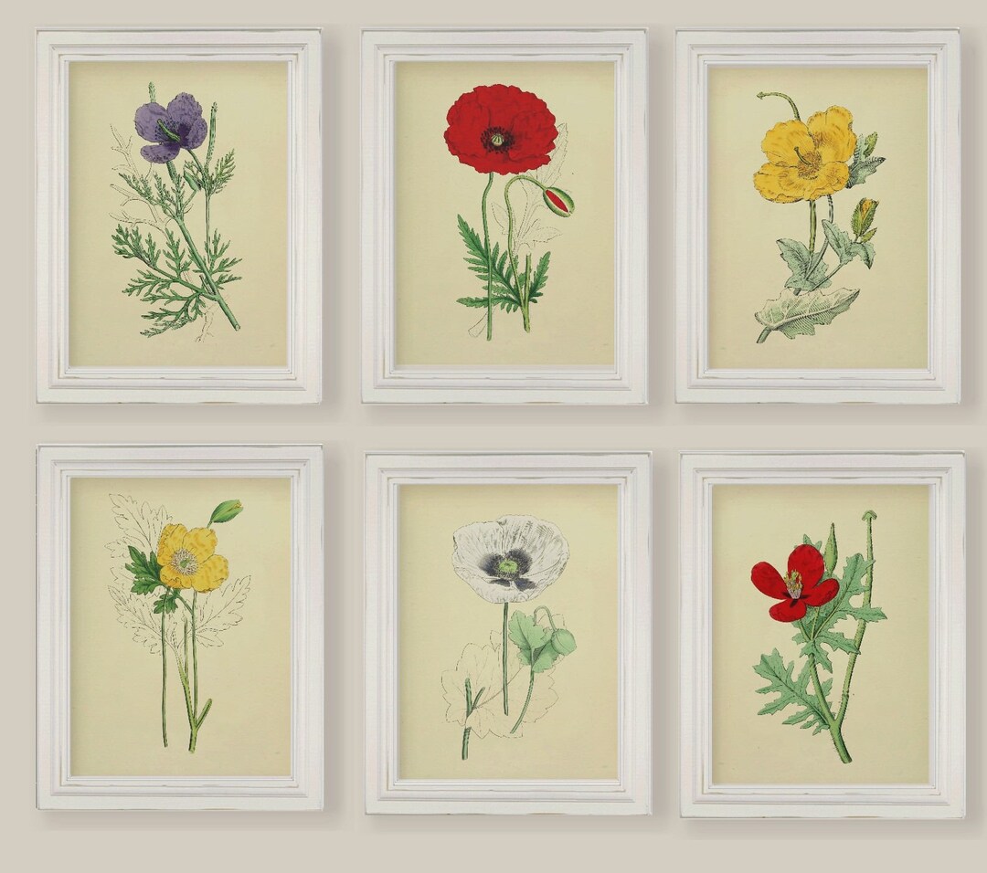 Poppies Poppy Collection Vintage Botanical Reproductions Set of 6 - Etsy