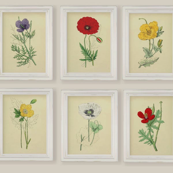 Poppies Poppy Collection Vintage Botanical Reproductions Set of 6