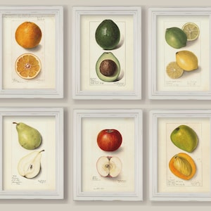 Set Of 6 Botanical Fruit Prints Gallery Wall Kitchen Decor Apple Pear Avocado Lemon Orange Mango A4 or 5x7