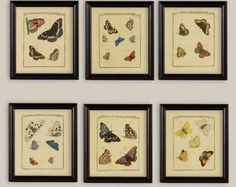 Vintage Butterflies Reproductions Prints Natural History Set of 6 Size 8x10 in