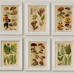 Set Of 6 Botanical Prints Vintage Mushrooms Woodland Ferns Moss A4 or 5x7