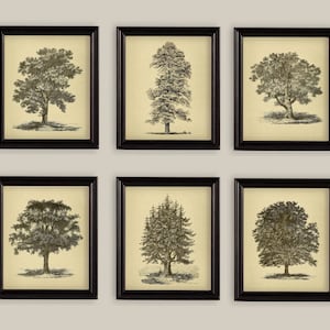 Árboles antiguos: roble, abeto, olmo, haya, ciprés, juego de 6 impresiones botánicas para galería de pared, tamaños 5 x 7 u 8 x 10